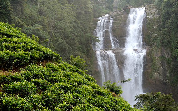 Hill Country Tea Trail